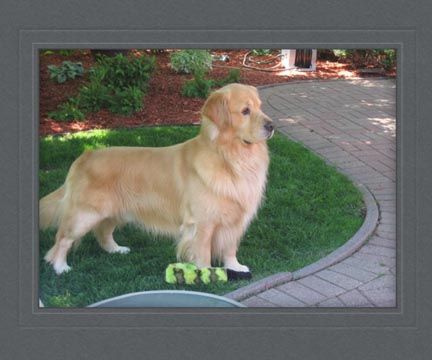 Golden retriever, akc, Breeder, legend golden retrievers, AKC, Breeder, AKC breeder, AKC breeder of Merit, Legend, Legenddogs, Legend Goldens, Legend golden retrievers, golden retriever, golden retriever puppies, golden retriever puppies for sale, golden retriever puppy, english cream golden retriever, mini golden retriever, red golden retriever, black golden retriever, white golden retriever, golden retriever puppies for sale near me, golden retriever puppies near me, english golden retriever, golden retriever price, golden retriever doggy, golden retriever for sale, golden retriever lifespan, miniature golden retriever, golden retriever breeders, baby golden retriever, cute golden retriever, golden retriever baby, golden retriever bf, golden retriever breeders near me, golden retriever dog, golden retriever near me, golden retriever vs labrador, puppy golden retriever, red golden retriever puppies, American golden retriever, golden retriever colors, golden retriever puppy near me, canadian golden retriever, cream golden retriever, field golden retriever, golden retriever breeder, golden retriever for sale near me, golden retriever puppies ohio, golden retriever weight, brown golden retriever, dark golden retriever, english cream golden retriever puppies for sale, golden retriever boy, golden retriever breeder near me, golden retriever energy, golden retriever personality, golden retriever pup for sale, golden retriever puppies nc, golden retriever puppy for sale, labrador vs golden retriever
AKC, Breeder, AKC breeder, AKC breeder of Merit, Legend, Legenddogs, Legend Goldens, Legend golden retrievers, golden retriever puppies, golden retriever puppies for sale, golden retriever puppy, golden retriever puppies for sale near me, golden retriever puppies near me, puppy golden retriever, red golden retriever puppies, golden retriever puppy near me, golden retriever puppies ohio, english cream golden retriever puppies for sale, golden retriever puppies nc, golden retriever puppy for sale, golden retriever puppies for sale $200, white golden retriever puppies, cute golden retriever puppies, english cream golden retriever puppies, golden retriever puppies indiana, golden retriever puppies mn, golden retriever puppies wisconsin, golden retriever puppy price, puppy for sale golden retriever, english golden retriever puppies, golden retriever puppies az, golden retriever puppies colorado, golden retriever puppies florida, golden retriever puppies georgia, golden retriever puppies oregon, golden retriever puppy for sale near me, labrador puppy vs golden retriever, red golden retriever puppies for sale, akc golden retriever puppies, golden retriever puppies iowa, golden retriever puppies price, black golden retriever puppy, cute golden retriever puppy, golden retriever puppies near me for sale, golden retriever puppies virginia, labrador golden retriever puppy, royal canin golden retriever puppy, cream golden retriever puppies, golden retriever puppies alabama, golden retriever puppies ct, golden retriever puppies houston, golden retriever puppies illinois, golden retriever puppies maine, golden retriever puppies michigan, golden retriever puppies photos, golden retriever puppies san diego, golden retriever puppies texas, golden retriever puppy photos, newborn golden retriever puppies, golden retriever puppies for sale in michigan, golden retriever puppies in michigan, golden retriever puppies for sale in ohio, AKC, Breeder, AKC breeder, AKC breeder of Merit, Legend, Legenddogs, Legend Goldens, Legend golden retrievers, , golden retriever puppies for sale, golden retriever puppies for sale near me, golden retriever for sale, golden retriever for sale near me, english cream golden retriever puppies for sale, golden retriever pup for sale, golden retriever puppy for sale, golden retriever puppies for sale $200, puppy for sale golden retriever, golden retriever puppy for sale near me, golden retriever pups for sale near me, red golden retriever puppies for sale, golden retriever sale, miniature golden retriever for sale, golden retriever puppies near me for sale, adult golden retriever for sale, english cream golden retriever for sale, english golden retriever puppies for sale, golden retriever dogs for sale, golden retriever near me for sale, red golden retriever for sale, english cream golden retriever puppies for sale near me, white golden retriever puppies for sale, golden retriever litter for sale, golden retriever puppies for sale in pa, golden retriever puppies for sale los angeles, miniature golden retriever for sale near me, black golden retriever puppies for sale, golden retriever on sale, golden retriever puppies for sale in michigan, golden retriever puppies for sale in mn, golden retriever puppies for sale in texas, baby golden retriever for sale, black golden retriever for sale, black golden retriever puppy for sale, english golden retriever for sale, golden retriever puppies for sale $500, golden retriever puppies for sale chicago, golden retriever puppies for sale in nc, golden retriever puppies for sale in nj, golden retriever puppies for sale in ohio, golden retriever puppies for sale near me under $500, golden retriever puppies sale, mini golden retriever for sale near me, small golden retriever for sale, dark red golden retriever puppies for sale, golden retriever puppies for sale in az, golden retriever puppies for sale in ct, golden retriever puppies for sale michigan, golden retriever puppies for sale ohio, golden retriever puppies in michigan for sale, golden retriever breeders, AKC, Breeder, AKC breeder, AKC breeder of Merit, Legend, Legenddogs, Legend Goldens, Legend golden retrievers, golden retriever breeders near me, golden retriever breeders florida, golden retriever breeders colorado, golden retriever breeders in ma, golden retriever breeders texas, best golden retriever breeders, english cream golden retriever breeders, golden retriever breeders georgia, golden retriever breeders in pa, golden retriever breeders nc, golden retriever breeders ohio, golden retriever breeders wisconsin, golden retriever breeders california, golden retriever breeders ct, golden retriever breeders illinois, golden retriever breeders michigan, golden retriever breeders mn, golden retriever breeders nj, golden retriever breeders indiana, golden retriever breeders va, red golden retriever breeders, golden retriever breeders az, golden retriever breeders in nh, golden retriever breeders maryland, golden retriever breeders ny, golden retriever breeders oregon, golden retriever breeders sc, golden retriever breeders washington, akc golden retriever breeders, english cream golden retriever breeders near me, english golden retriever breeders, golden retriever breeders north carolina, golden retriever dog breeders near me, mini golden retriever breeders, golden retriever breeders alabama, golden retriever breeders in iowa, golden retriever breeders in maine, golden retriever breeders in mn, golden retriever breeders in nc, golden retriever breeders in new england, golden retriever breeders in tn, golden retriever breeders minnesota, golden retriever breeders missouri, golden retriever breeders new england, golden retriever puppy breeders, wisconsin golden retriever breeders, field golden retriever breeders, golden retriever breeders houston,