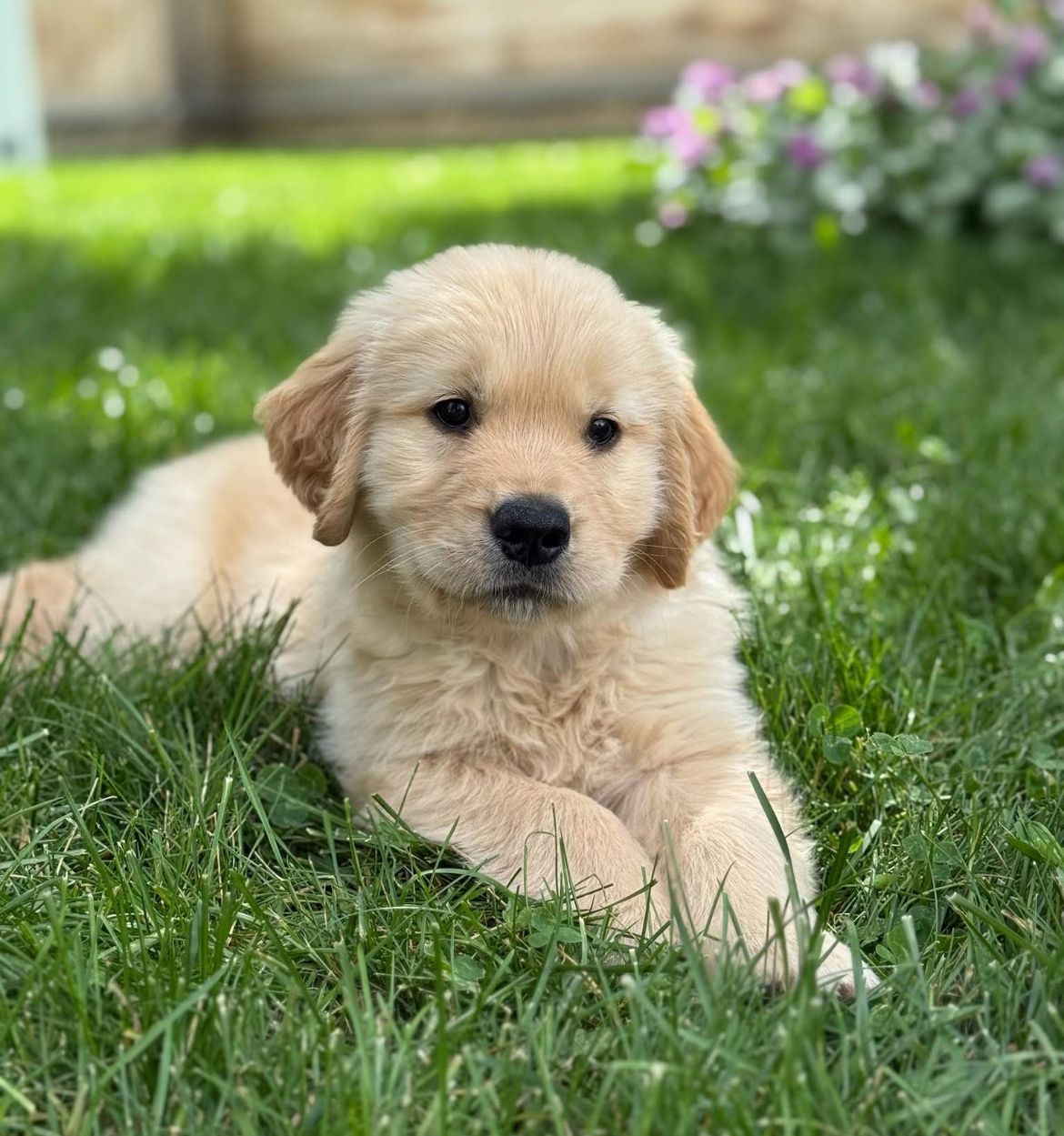 Legend Golden Retriever Puppy