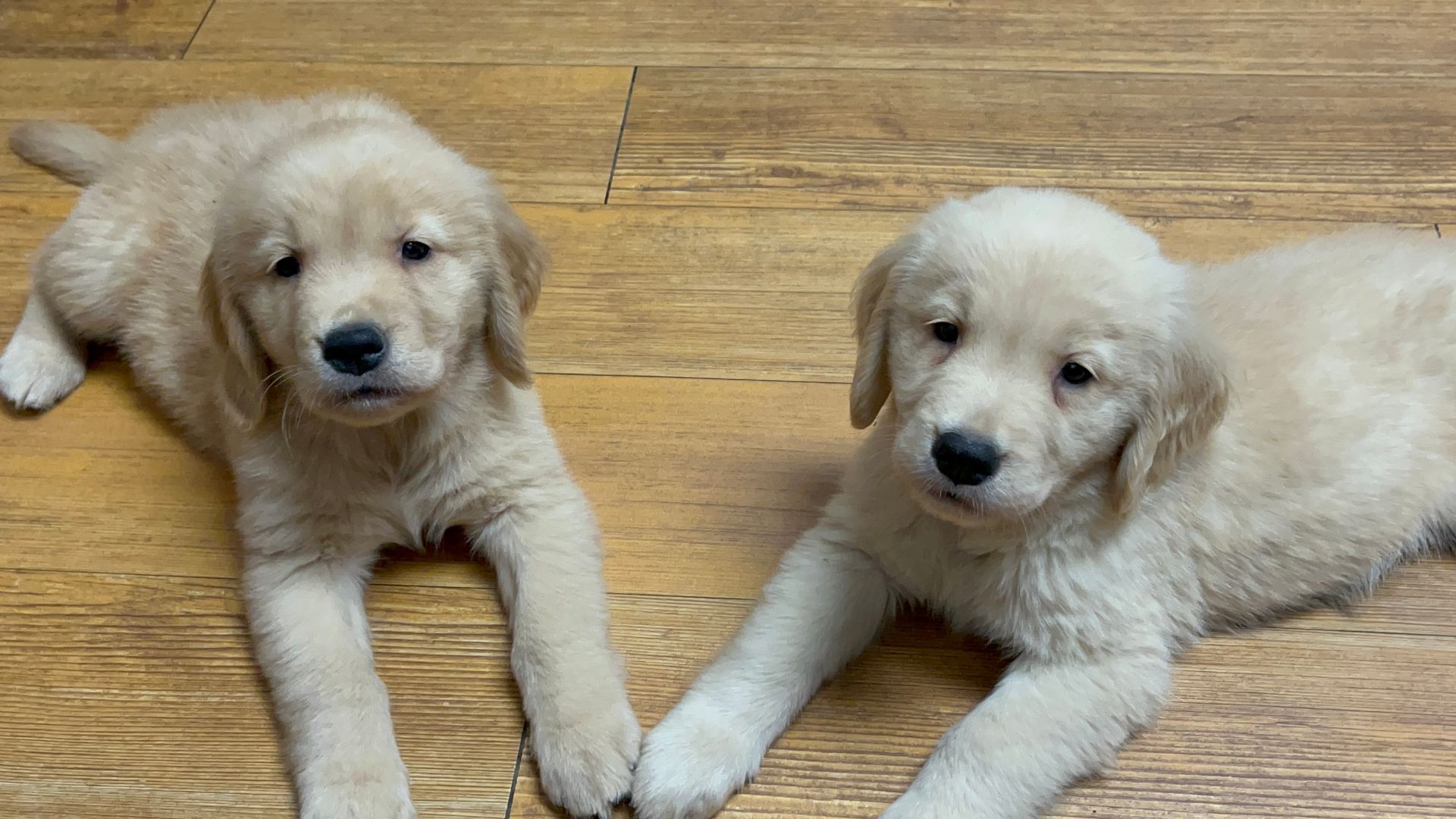 Golden Retriever Puppies Available Now!