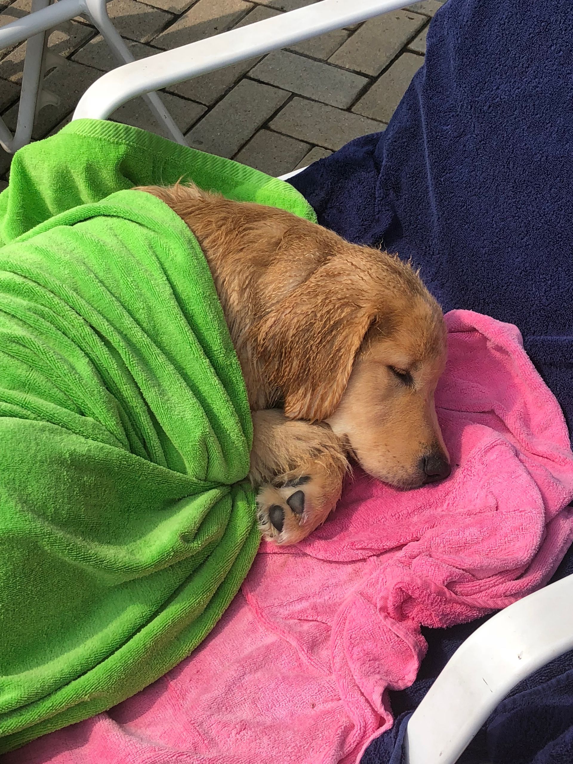 Legend Golden Retriever puppy wet in towel