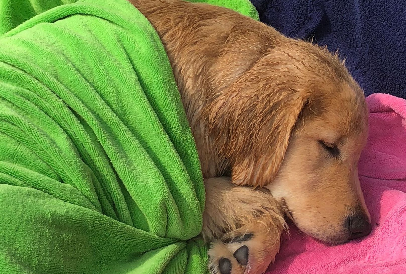 Legend Golden Retriever wet in a towel