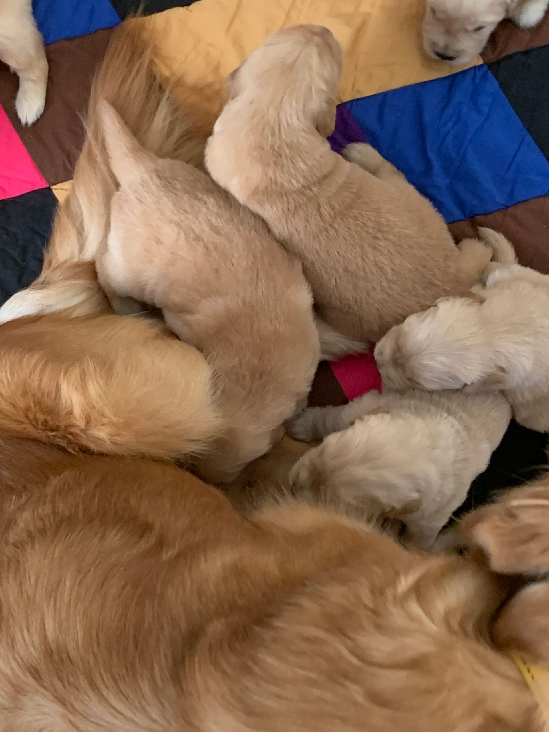 Akc Golden retriever puppies for sale