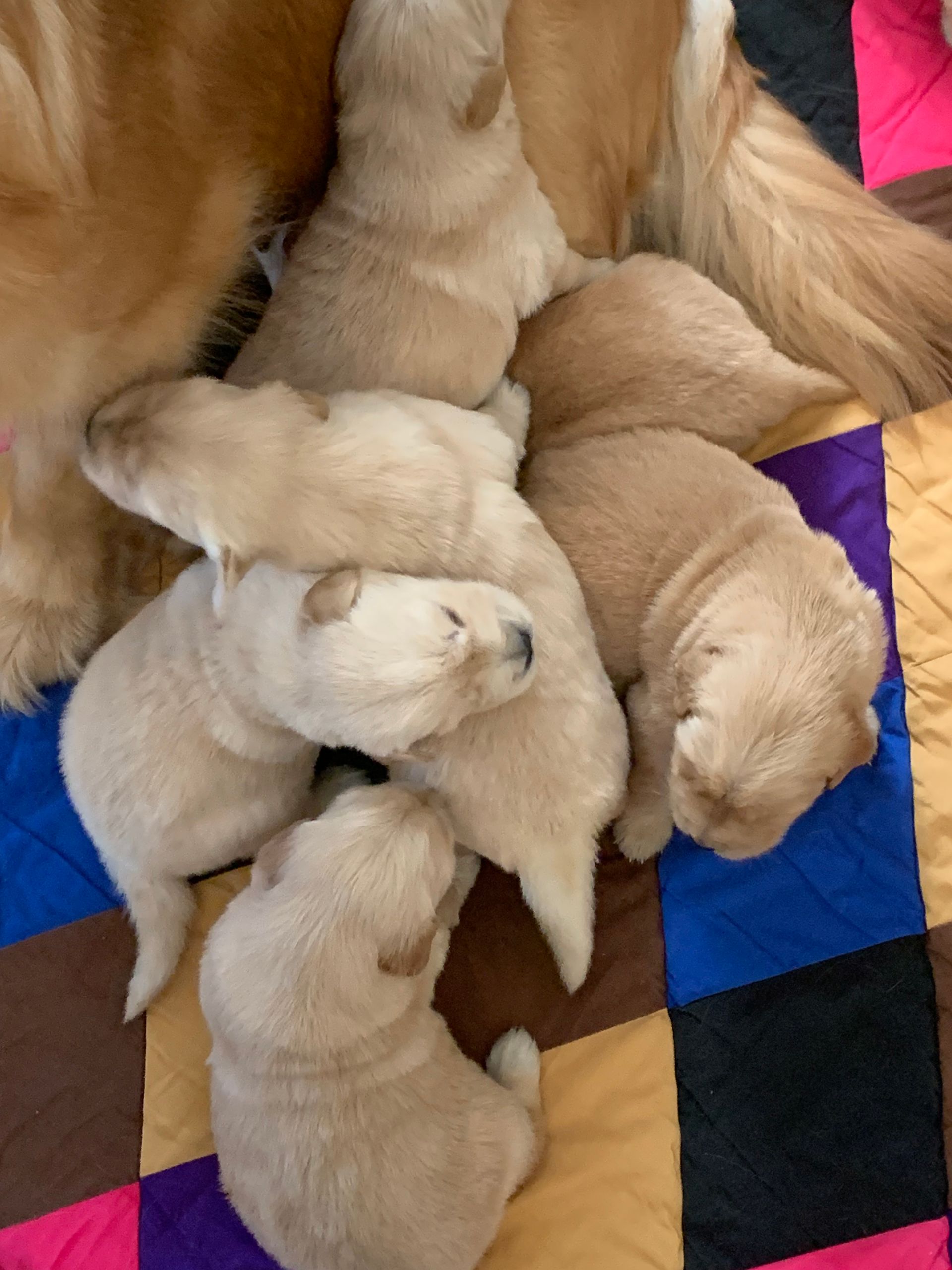 Akc Golden retriever puppies for sale