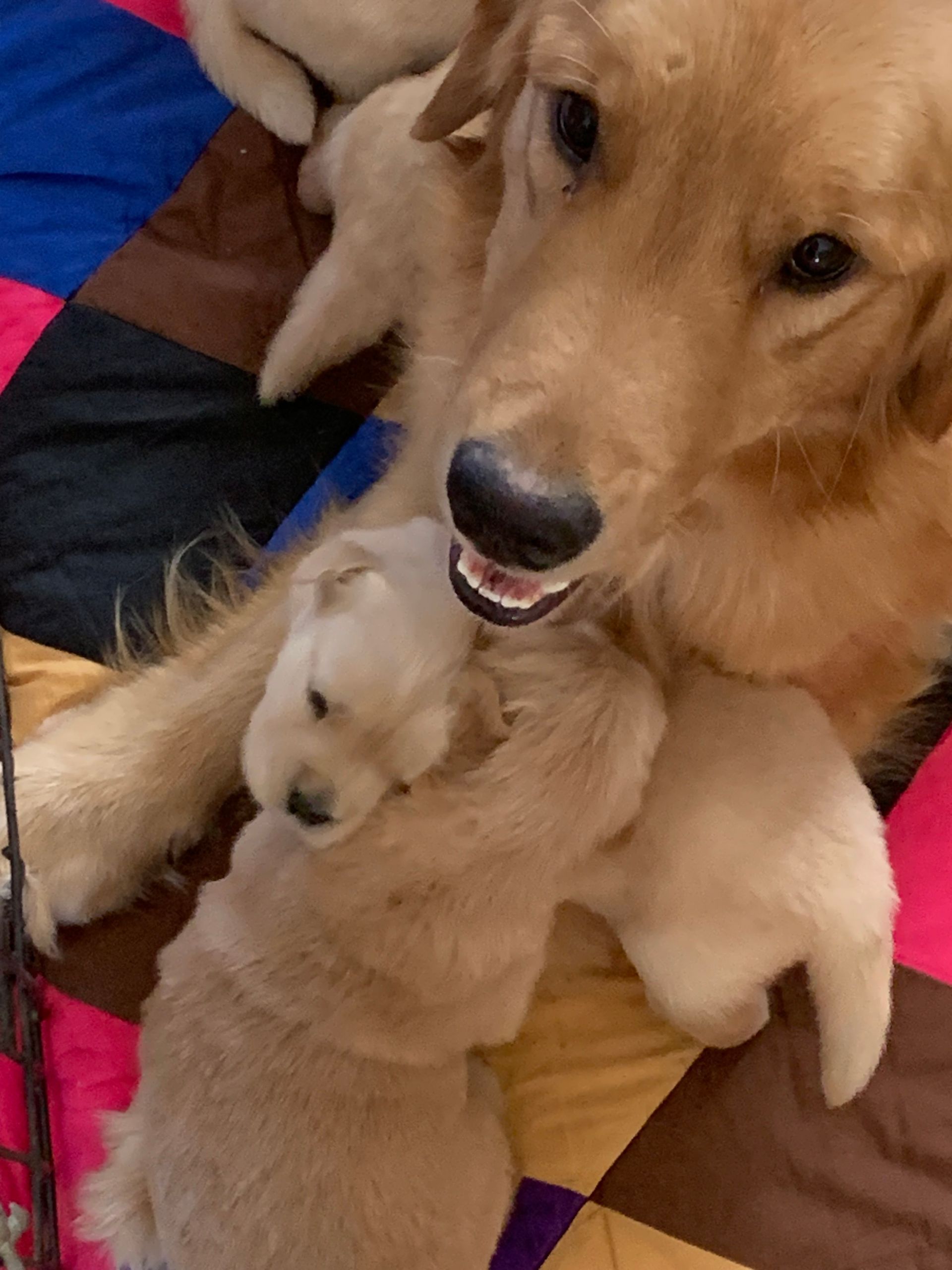 Akc Golden retriever puppies for sale