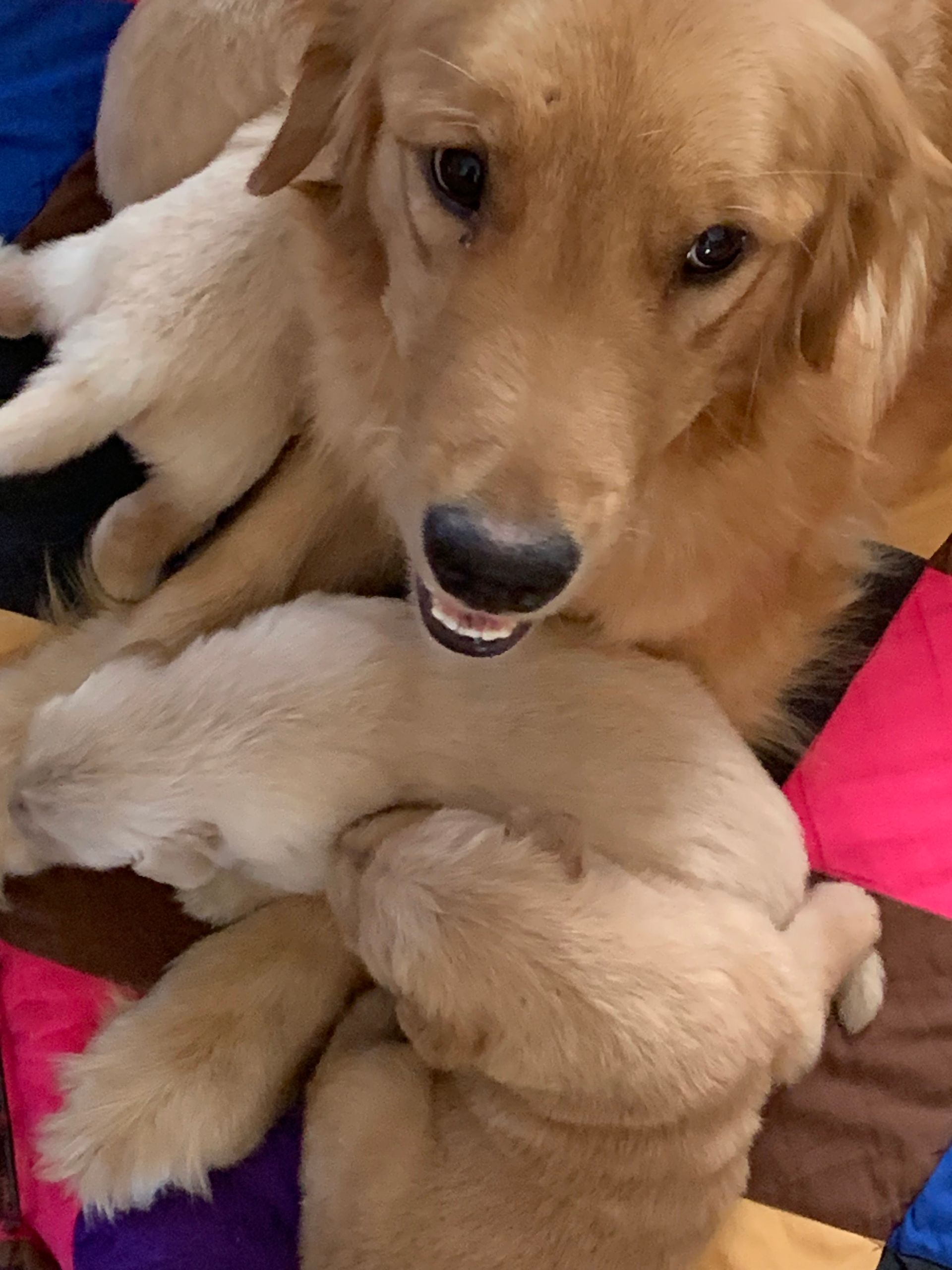 Akc Golden retriever puppies for sale
