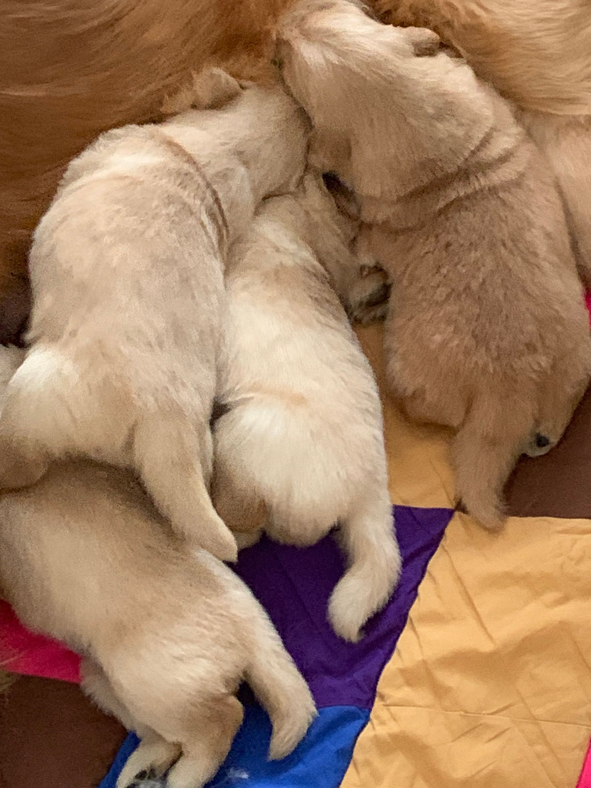 Akc Golden retriever puppies for sale