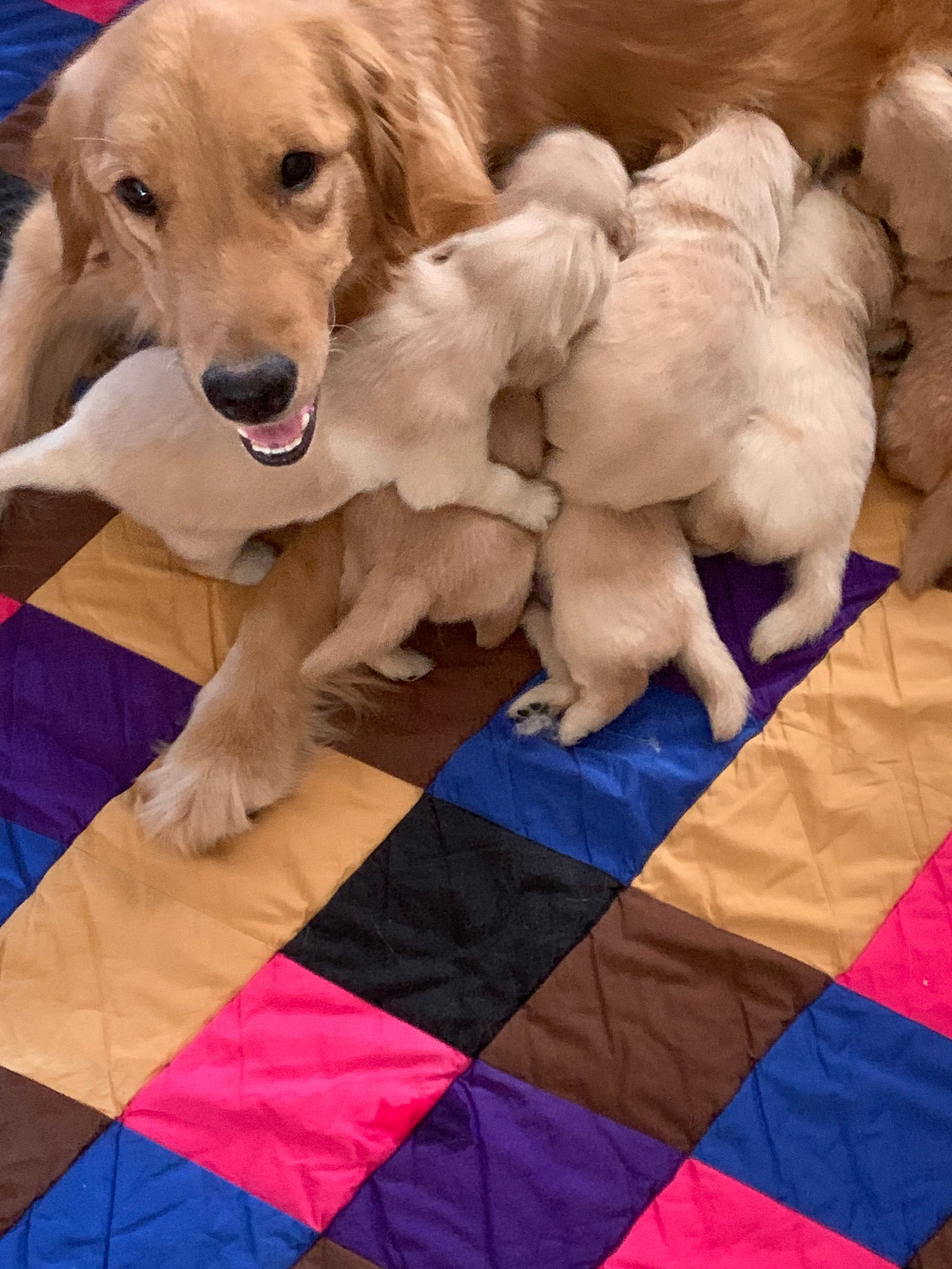 Akc Golden retriever puppies for sale