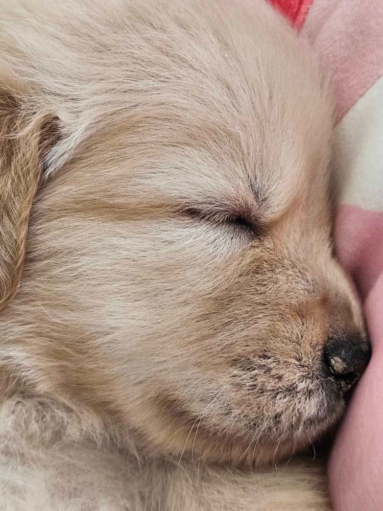 Akc Golden retriever puppy for sale