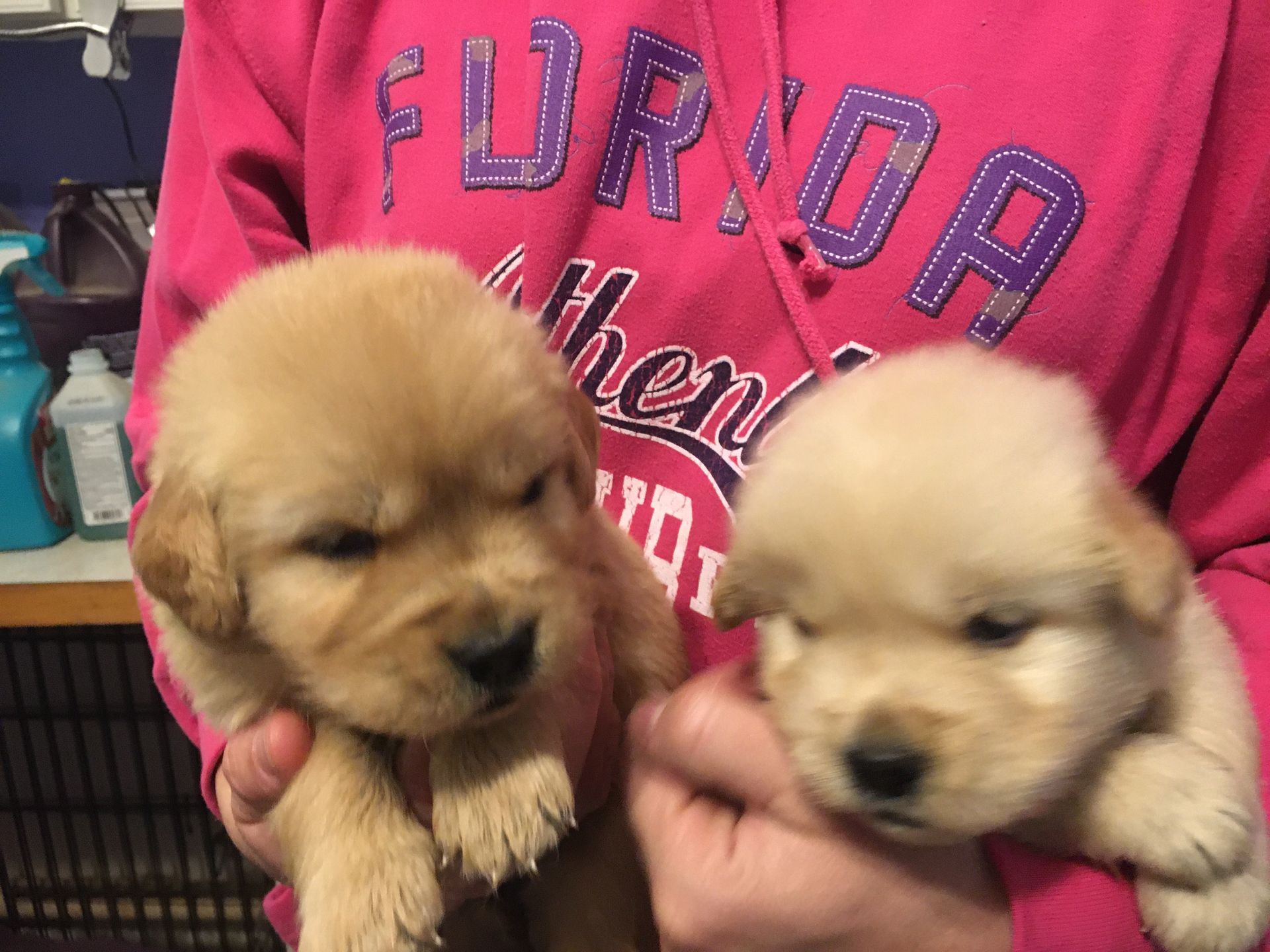Akc Golden retriever puppies for sale Breeder of merit