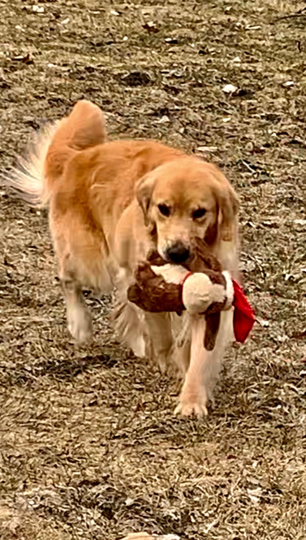 Legend Golden Retriever Puppy