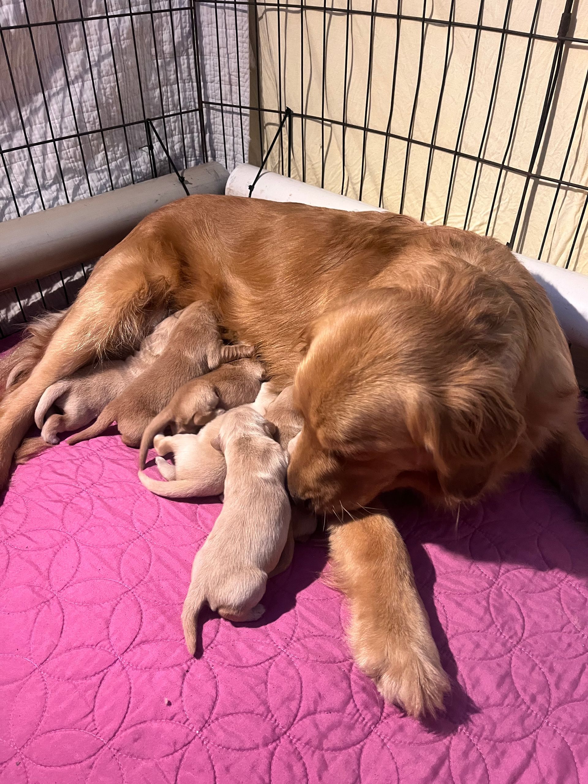 Akc Golden retriever puppies for sale