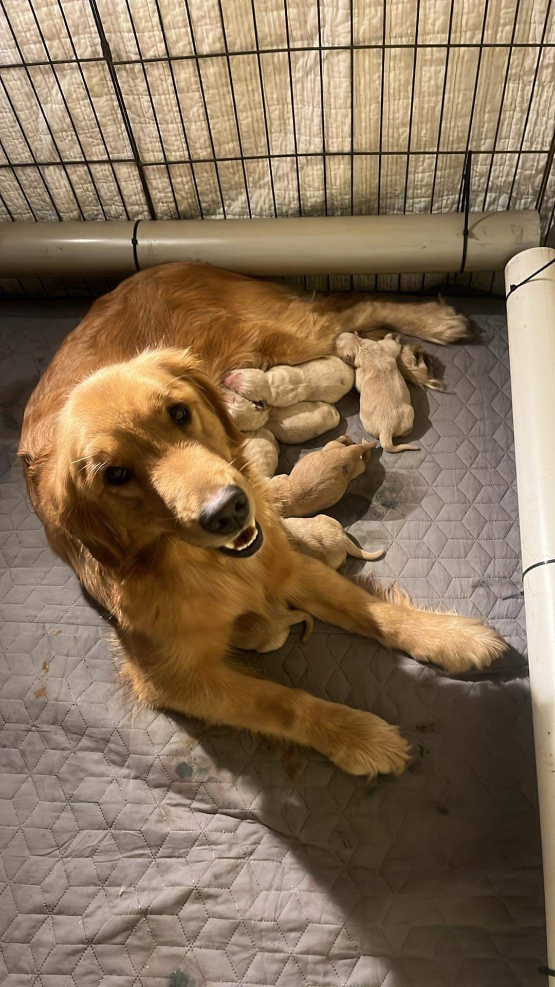 Akc Golden retriever puppy for sale OFA health tested