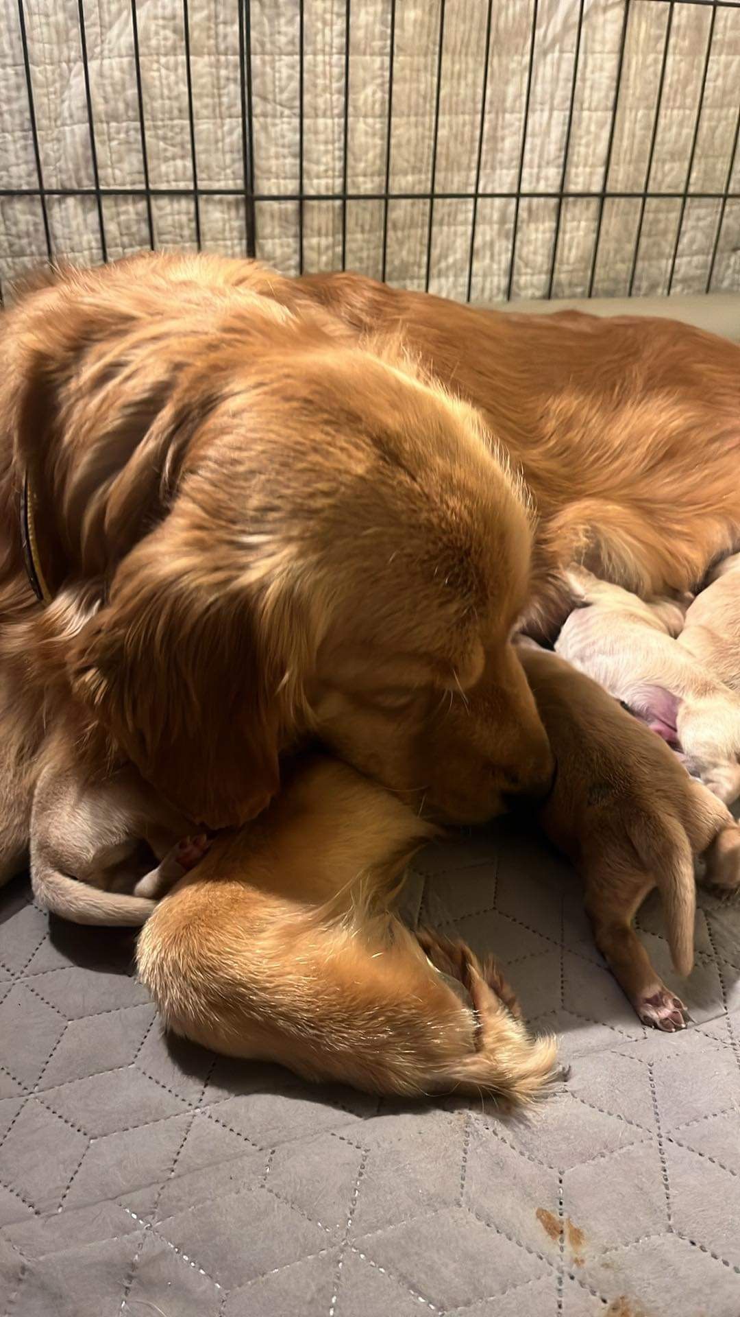 Akc Golden retriever puppy for sale