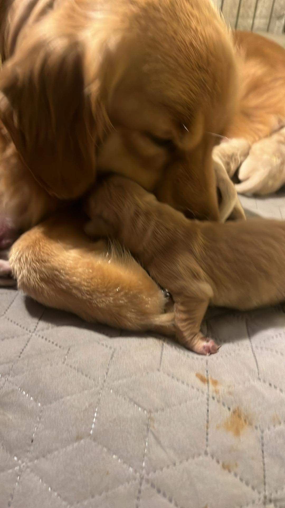 Akc Golden retriever puppy for sale