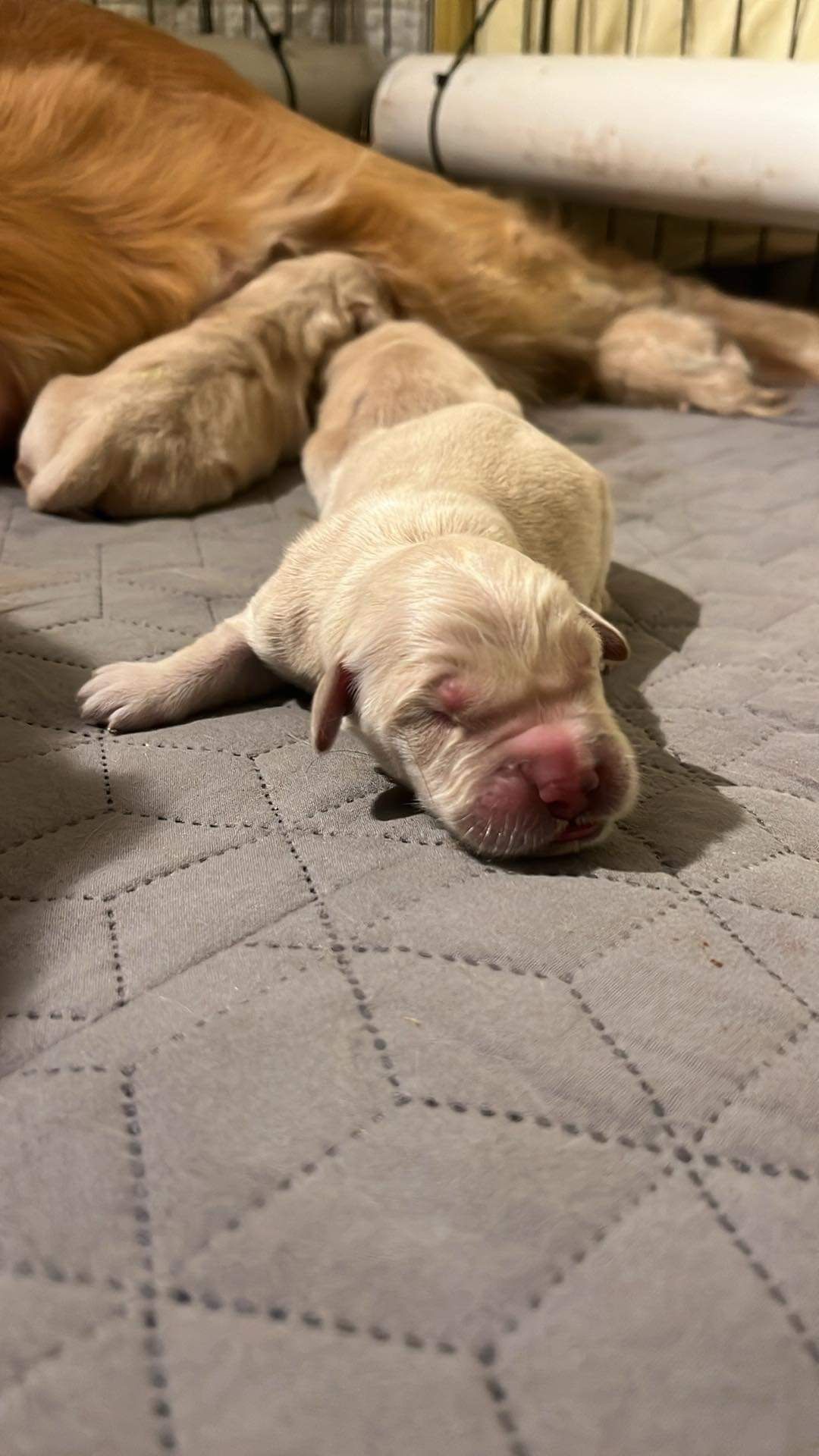 Akc Golden retriever puppy for sale