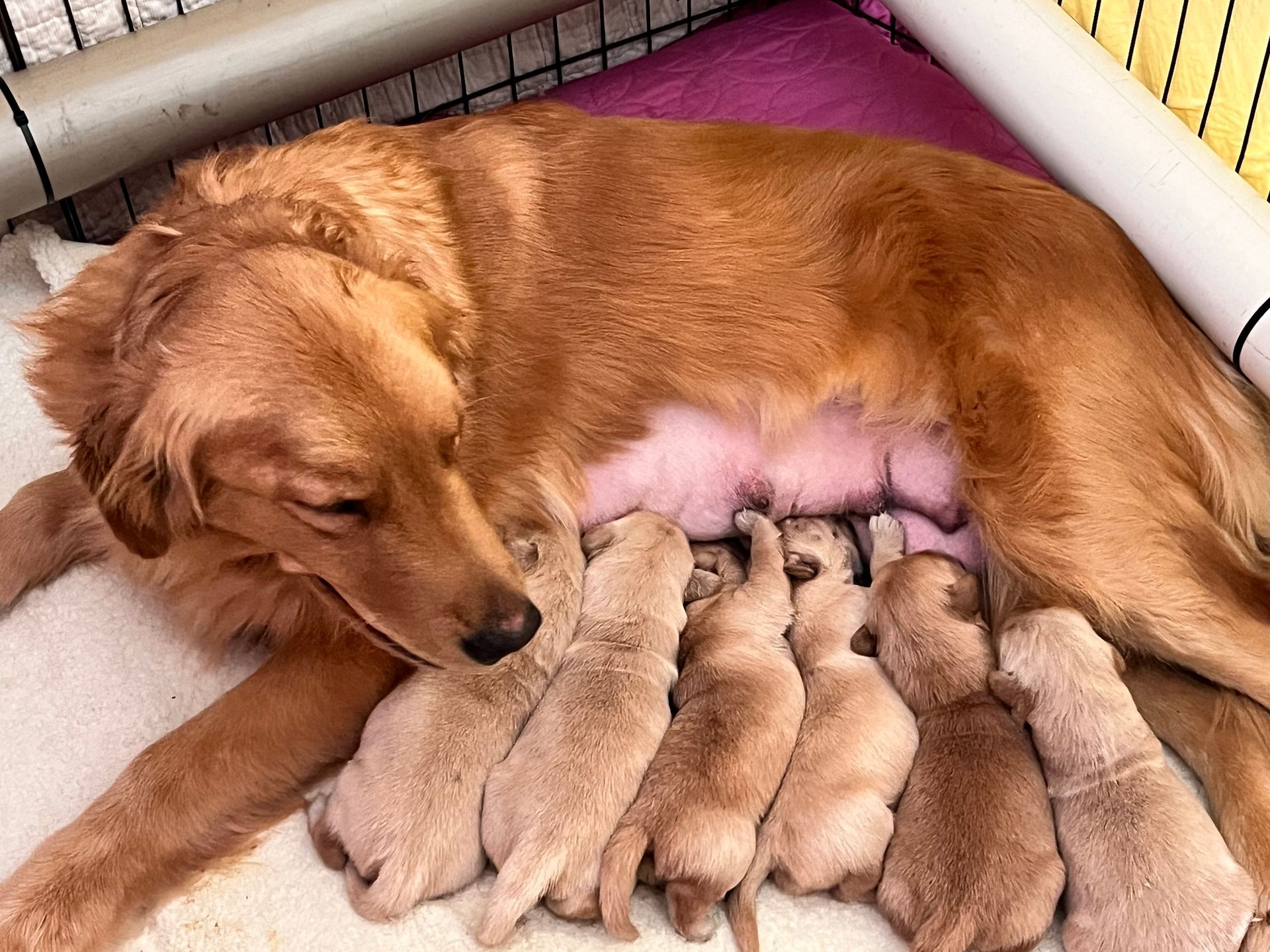 Akc Golden retriever puppy for sale