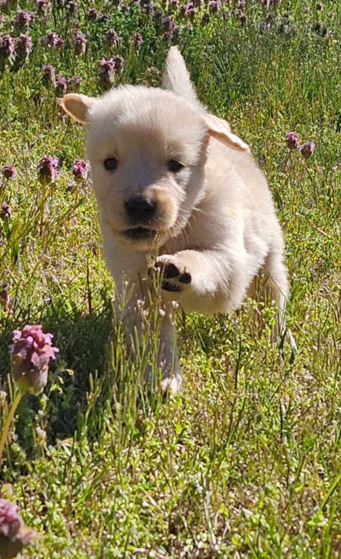 Akc Golden retriever puppy for sale Breeder of merit