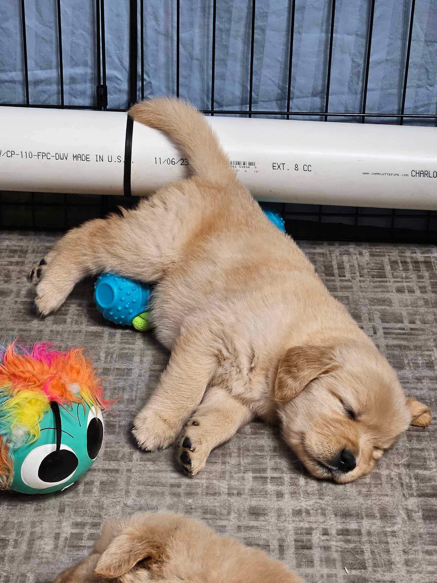 Legend Golden Retriever Puppy
