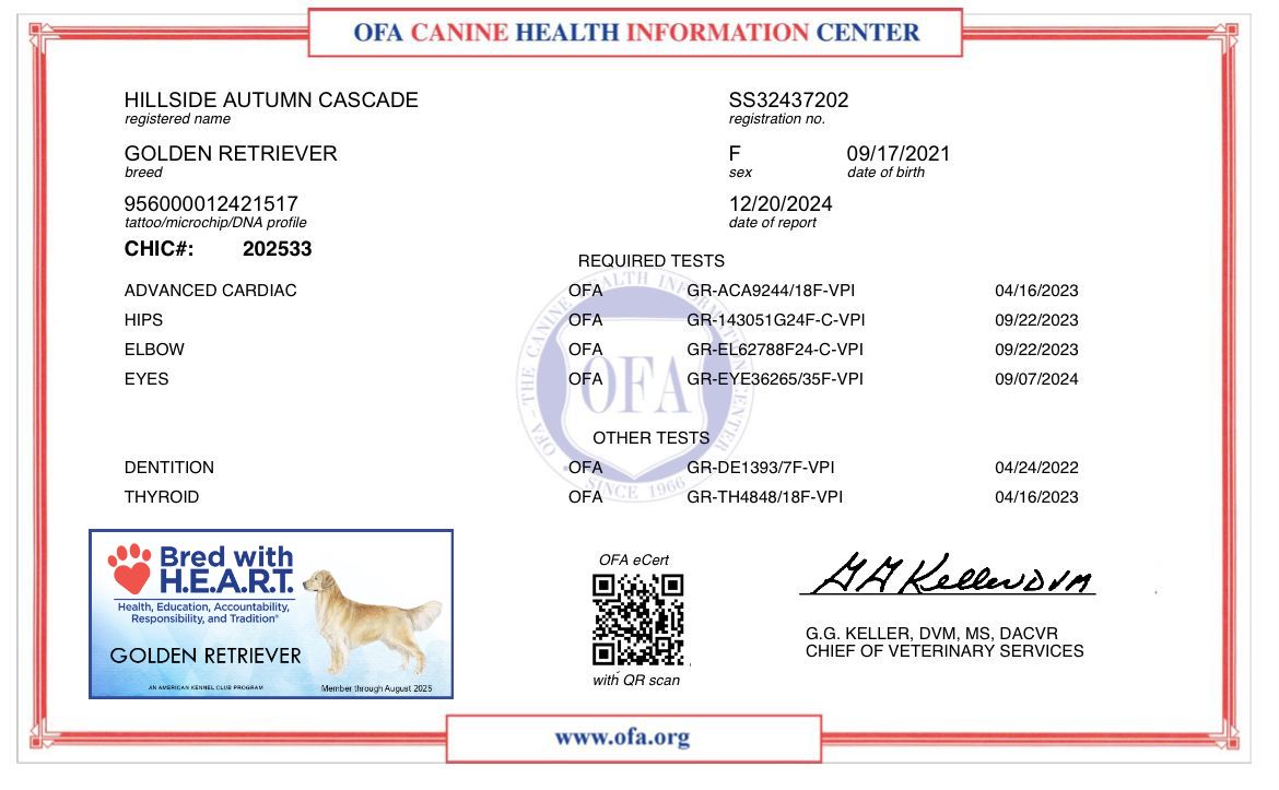 Legend Golden Retriever OFA report