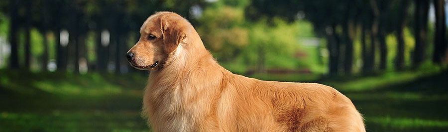 Golden retriever, akc, Breeder, legend golden retrievers, golden retriever breeders, AKC, Breeder, AKC breeder, AKC breeder of Merit, Legend, Legenddogs, Legend Goldens, Legend golden retrievers, golden retriever breeders near me, golden retriever breeders florida, golden retriever breeders colorado, golden retriever breeders in ma, golden retriever breeders texas, best golden retriever breeders, english cream golden retriever breeders, golden retriever breeders georgia, golden retriever breeders in pa, golden retriever breeders nc, golden retriever breeders ohio, golden retriever breeders wisconsin, golden retriever breeders california, golden retriever breeders ct, golden retriever breeders illinois, golden retriever breeders michigan, golden retriever breeders mn, golden retriever breeders nj, golden retriever breeders indiana, golden retriever breeders va, red golden retriever breeders, golden retriever breeders az, golden retriever breeders in nh, golden retriever breeders maryland, golden retriever breeders ny, golden retriever breeders oregon, golden retriever breeders sc, golden retriever breeders washington, akc golden retriever breeders, english cream golden retriever breeders near me, english golden retriever breeders, golden retriever breeders north carolina, golden retriever dog breeders near me, mini golden retriever breeders, golden retriever breeders alabama, golden retriever breeders in iowa, golden retriever breeders in maine, golden retriever breeders in mn, golden retriever breeders in nc, golden retriever breeders in new england, golden retriever breeders in tn, golden retriever breeders minnesota, golden retriever breeders missouri, golden retriever breeders new england, golden retriever puppy breeders, wisconsin golden retriever breeders, field golden retriever breeders, golden retriever breeders houston,