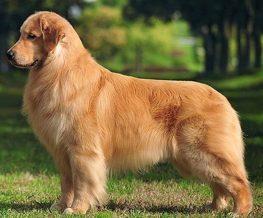 AKC Golden Retriever Breed Standard