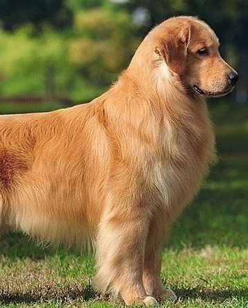 AKC Golden retriever breed