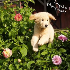 Legend Golden Retriever puppy jumping flowers