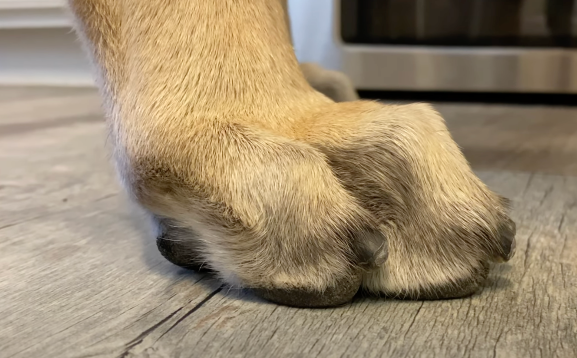 Legend Golden Retriever Puppy