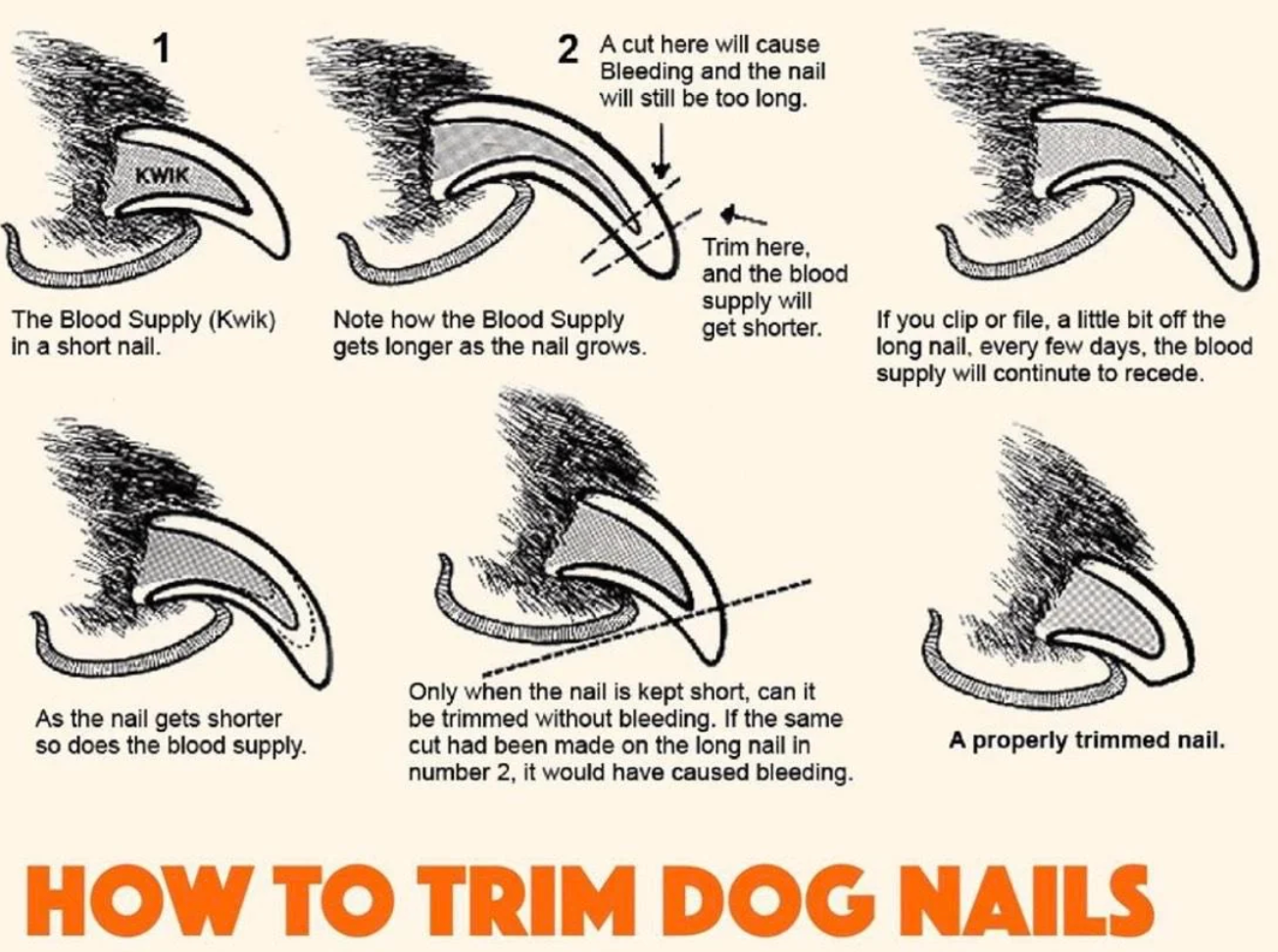 how to trim dog nails