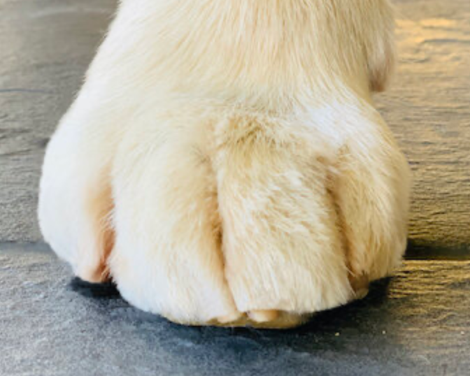 Legend Golden Retriever Puppy