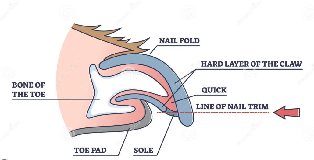 Legend Golden Retriever Puppy