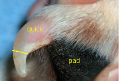 Legend Golden Retriever Puppy