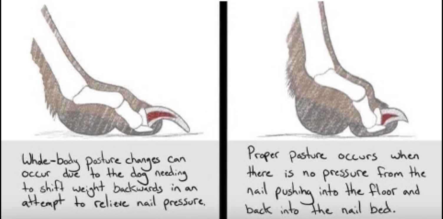 Legend Golden Retriever Puppy