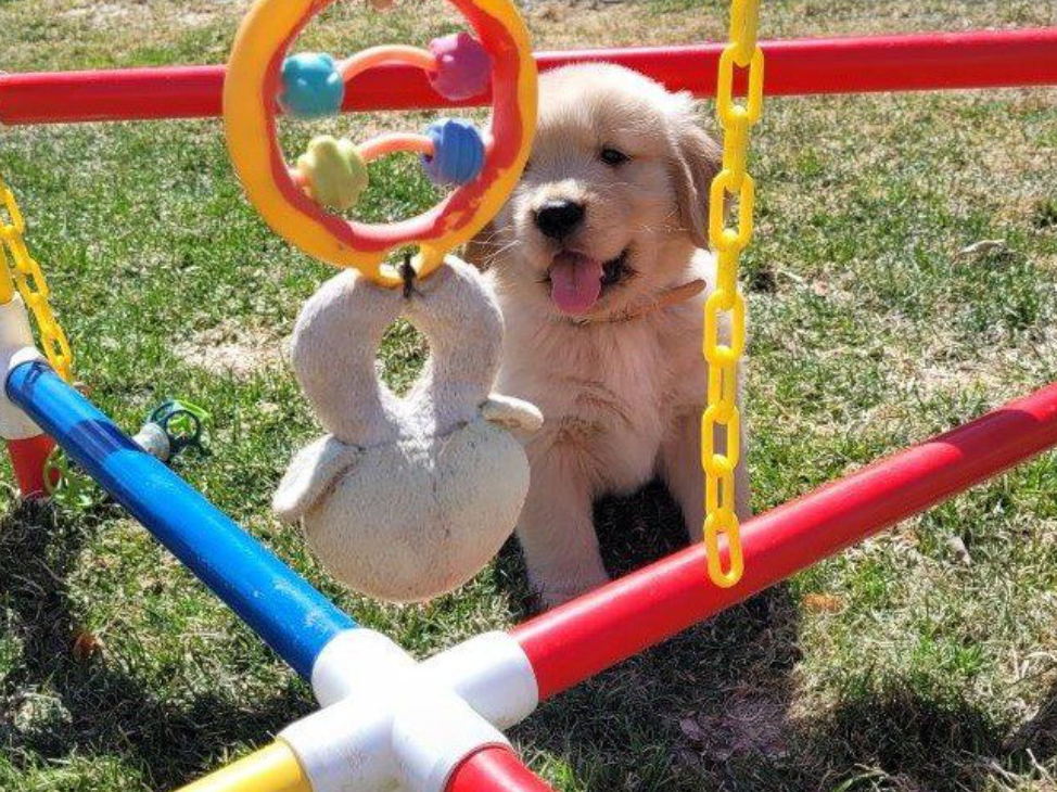 Legend Golden Retriever Puppy