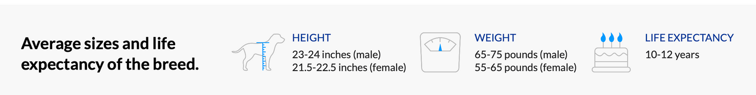 Golden retriever breed standard