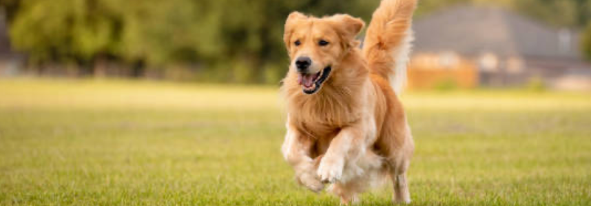 Legend Golden Retriever Puppy