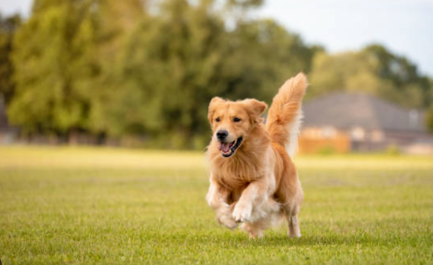 Legend Golden Retriever running
