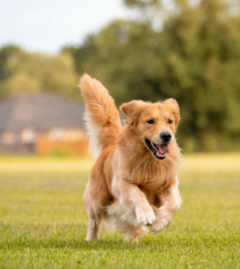 Legend Golden Retriever Puppy