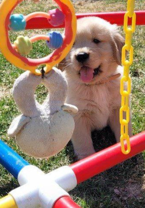 Legend Golden Retriever Puppy Culture