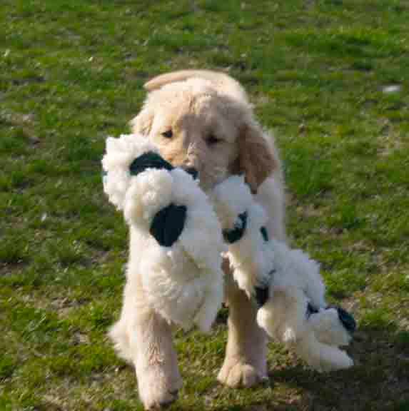 Golden retriever, akc, Breeder, legend golden retrievers, Golden retriever, akc, Breeder, legend golden retrievers, AKC, Breeder, AKC breeder, AKC breeder of Merit, Legend, Legenddogs, Legend Goldens, Legend golden retrievers, golden retriever, golden retriever puppies, golden retriever puppies for sale, golden retriever puppy, english cream golden retriever, mini golden retriever, red golden retriever, black golden retriever, white golden retriever, golden retriever puppies for sale near me, golden retriever puppies near me, english golden retriever, golden retriever price, golden retriever doggy, golden retriever for sale, golden retriever lifespan, miniature golden retriever, golden retriever breeders, baby golden retriever, cute golden retriever, golden retriever baby, golden retriever bf, golden retriever breeders near me, golden retriever dog, golden retriever near me, golden retriever vs labrador, puppy golden retriever, red golden retriever puppies, American golden retriever, golden retriever colors, golden retriever puppy near me, canadian golden retriever, cream golden retriever, field golden retriever, golden retriever breeder, golden retriever for sale near me, golden retriever puppies ohio, golden retriever weight, brown golden retriever, dark golden retriever, english cream golden retriever puppies for sale, golden retriever boy, golden retriever breeder near me, golden retriever energy, golden retriever personality, golden retriever pup for sale, golden retriever puppies nc, golden retriever puppy for sale, labrador vs golden retriever
AKC, Breeder, AKC breeder, AKC breeder of Merit, Legend, Legenddogs, Legend Goldens, Legend golden retrievers, golden retriever puppies, golden retriever puppies for sale, golden retriever puppy, golden retriever puppies for sale near me, golden retriever puppies near me, puppy golden retriever, red golden retriever puppies, golden retriever puppy near me, golden retriever puppies ohio, english cream golden retriever puppies for sale, golden retriever puppies nc, golden retriever puppy for sale, golden retriever puppies for sale $200, white golden retriever puppies, cute golden retriever puppies, english cream golden retriever puppies, golden retriever puppies indiana, golden retriever puppies mn, golden retriever puppies wisconsin, golden retriever puppy price, puppy for sale golden retriever, english golden retriever puppies, golden retriever puppies az, golden retriever puppies colorado, golden retriever puppies florida, golden retriever puppies georgia, golden retriever puppies oregon, golden retriever puppy for sale near me, labrador puppy vs golden retriever, red golden retriever puppies for sale, akc golden retriever puppies, golden retriever puppies iowa, golden retriever puppies price, black golden retriever puppy, cute golden retriever puppy, golden retriever puppies near me for sale, golden retriever puppies virginia, labrador golden retriever puppy, royal canin golden retriever puppy, cream golden retriever puppies, golden retriever puppies alabama, golden retriever puppies ct, golden retriever puppies houston, golden retriever puppies illinois, golden retriever puppies maine, golden retriever puppies michigan, golden retriever puppies photos, golden retriever puppies san diego, golden retriever puppies texas, golden retriever puppy photos, newborn golden retriever puppies, golden retriever puppies for sale in michigan, golden retriever puppies in michigan, golden retriever puppies for sale in ohio, AKC, Breeder, AKC breeder, AKC breeder of Merit, Legend, Legenddogs, Legend Goldens, Legend golden retrievers, , golden retriever puppies for sale, golden retriever puppies for sale near me, golden retriever for sale, golden retriever for sale near me, english cream golden retriever puppies for sale, golden retriever pup for sale, golden retriever puppy for sale, golden retriever puppies for sale $200, puppy for sale golden retriever, golden retriever puppy for sale near me, golden retriever pups for sale near me, red golden retriever puppies for sale, golden retriever sale, miniature golden retriever for sale, golden retriever puppies near me for sale, adult golden retriever for sale, english cream golden retriever for sale, english golden retriever puppies for sale, golden retriever dogs for sale, golden retriever near me for sale, red golden retriever for sale, english cream golden retriever puppies for sale near me, white golden retriever puppies for sale, golden retriever litter for sale, golden retriever puppies for sale in pa, golden retriever puppies for sale los angeles, miniature golden retriever for sale near me, black golden retriever puppies for sale, golden retriever on sale, golden retriever puppies for sale in michigan, golden retriever puppies for sale in mn, golden retriever puppies for sale in texas, baby golden retriever for sale, black golden retriever for sale, black golden retriever puppy for sale, english golden retriever for sale, golden retriever puppies for sale $500, golden retriever puppies for sale chicago, golden retriever puppies for sale in nc, golden retriever puppies for sale in nj, golden retriever puppies for sale in ohio, golden retriever puppies for sale near me under $500, golden retriever puppies sale, mini golden retriever for sale near me, small golden retriever for sale, dark red golden retriever puppies for sale, golden retriever puppies for sale in az, golden retriever puppies for sale in ct, golden retriever puppies for sale michigan, golden retriever puppies for sale ohio, golden retriever puppies in michigan for sale, golden retriever breeders, AKC, Breeder, AKC breeder, AKC breeder of Merit, Legend, Legenddogs, Legend Goldens, Legend golden retrievers, golden retriever breeders near me, golden retriever breeders florida, golden retriever breeders colorado, golden retriever breeders in ma, golden retriever breeders texas, best golden retriever breeders, english cream golden retriever breeders, golden retriever breeders georgia, golden retriever breeders in pa, golden retriever breeders nc, golden retriever breeders ohio, golden retriever breeders wisconsin, golden retriever breeders california, golden retriever breeders ct, golden retriever breeders illinois, golden retriever breeders michigan, golden retriever breeders mn, golden retriever breeders nj, golden retriever breeders indiana, golden retriever breeders va, red golden retriever breeders, golden retriever breeders az, golden retriever breeders in nh, golden retriever breeders maryland, golden retriever breeders ny, golden retriever breeders oregon, golden retriever breeders sc, golden retriever breeders washington, akc golden retriever breeders, english cream golden retriever breeders near me, english golden retriever breeders, golden retriever breeders north carolina, golden retriever dog breeders near me, mini golden retriever breeders, golden retriever breeders alabama, golden retriever breeders in iowa, golden retriever breeders in maine, golden retriever breeders in mn, golden retriever breeders in nc, golden retriever breeders in new england, golden retriever breeders in tn, golden retriever breeders minnesota, golden retriever breeders missouri, golden retriever breeders new england, golden retriever puppy breeders, wisconsin golden retriever breeders, field golden retriever breeders, golden retriever breeders houston,