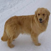 Legend Golden Retriever dog in snow