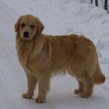 Legend Golden Retriever dog standing in snow