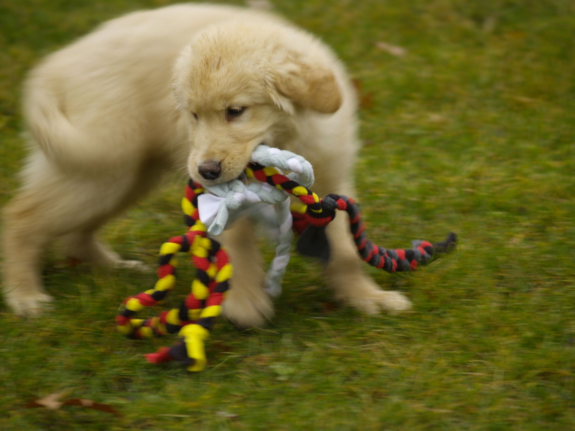Golden retriever, akc, Breeder, legend golden retrievers, AKC, Breeder, AKC breeder, AKC breeder of Merit, Legend, Legenddogs, Legend Goldens, Legend golden retrievers, golden retriever, golden retriever puppies, golden retriever puppies for sale, golden retriever puppy, english cream golden retriever, mini golden retriever, red golden retriever, black golden retriever, white golden retriever, golden retriever puppies for sale near me, golden retriever puppies near me, english golden retriever, golden retriever price, golden retriever doggy, golden retriever for sale, golden retriever lifespan, miniature golden retriever, golden retriever breeders, baby golden retriever, cute golden retriever, golden retriever baby, golden retriever bf, golden retriever breeders near me, golden retriever dog, golden retriever near me, golden retriever vs labrador, puppy golden retriever, red golden retriever puppies, American golden retriever, golden retriever colors, golden retriever puppy near me, canadian golden retriever, cream golden retriever, field golden retriever, golden retriever breeder, golden retriever for sale near me, golden retriever puppies ohio, golden retriever weight, brown golden retriever, dark golden retriever, english cream golden retriever puppies for sale, golden retriever boy, golden retriever breeder near me, golden retriever energy, golden retriever personality, golden retriever pup for sale, golden retriever puppies nc, golden retriever puppy for sale, labrador vs golden retriever
AKC, Breeder, AKC breeder, AKC breeder of Merit, Legend, Legenddogs, Legend Goldens, Legend golden retrievers, golden retriever puppies, golden retriever puppies for sale, golden retriever puppy, golden retriever puppies for sale near me, golden retriever puppies near me, puppy golden retriever, red golden retriever puppies, golden retriever puppy near me, golden retriever puppies ohio, english cream golden retriever puppies for sale, golden retriever puppies nc, golden retriever puppy for sale, golden retriever puppies for sale $200, white golden retriever puppies, cute golden retriever puppies, english cream golden retriever puppies, golden retriever puppies indiana, golden retriever puppies mn, golden retriever puppies wisconsin, golden retriever puppy price, puppy for sale golden retriever, english golden retriever puppies, golden retriever puppies az, golden retriever puppies colorado, golden retriever puppies florida, golden retriever puppies georgia, golden retriever puppies oregon, golden retriever puppy for sale near me, labrador puppy vs golden retriever, red golden retriever puppies for sale, akc golden retriever puppies, golden retriever puppies iowa, golden retriever puppies price, black golden retriever puppy, cute golden retriever puppy, golden retriever puppies near me for sale, golden retriever puppies virginia, labrador golden retriever puppy, royal canin golden retriever puppy, cream golden retriever puppies, golden retriever puppies alabama, golden retriever puppies ct, golden retriever puppies houston, golden retriever puppies illinois, golden retriever puppies maine, golden retriever puppies michigan, golden retriever puppies photos, golden retriever puppies san diego, golden retriever puppies texas, golden retriever puppy photos, newborn golden retriever puppies, golden retriever puppies for sale in michigan, golden retriever puppies in michigan, golden retriever puppies for sale in ohio, AKC, Breeder, AKC breeder, AKC breeder of Merit, Legend, Legenddogs, Legend Goldens, Legend golden retrievers, , golden retriever puppies for sale, golden retriever puppies for sale near me, golden retriever for sale, golden retriever for sale near me, english cream golden retriever puppies for sale, golden retriever pup for sale, golden retriever puppy for sale, golden retriever puppies for sale $200, puppy for sale golden retriever, golden retriever puppy for sale near me, golden retriever pups for sale near me, red golden retriever puppies for sale, golden retriever sale, miniature golden retriever for sale, golden retriever puppies near me for sale, adult golden retriever for sale, english cream golden retriever for sale, english golden retriever puppies for sale, golden retriever dogs for sale, golden retriever near me for sale, red golden retriever for sale, english cream golden retriever puppies for sale near me, white golden retriever puppies for sale, golden retriever litter for sale, golden retriever puppies for sale in pa, golden retriever puppies for sale los angeles, miniature golden retriever for sale near me, black golden retriever puppies for sale, golden retriever on sale, golden retriever puppies for sale in michigan, golden retriever puppies for sale in mn, golden retriever puppies for sale in texas, baby golden retriever for sale, black golden retriever for sale, black golden retriever puppy for sale, english golden retriever for sale, golden retriever puppies for sale $500, golden retriever puppies for sale chicago, golden retriever puppies for sale in nc, golden retriever puppies for sale in nj, golden retriever puppies for sale in ohio, golden retriever puppies for sale near me under $500, golden retriever puppies sale, mini golden retriever for sale near me, small golden retriever for sale, dark red golden retriever puppies for sale, golden retriever puppies for sale in az, golden retriever puppies for sale in ct, golden retriever puppies for sale michigan, golden retriever puppies for sale ohio, golden retriever puppies in michigan for sale, golden retriever breeders, AKC, Breeder, AKC breeder, AKC breeder of Merit, Legend, Legenddogs, Legend Goldens, Legend golden retrievers, golden retriever breeders near me, golden retriever breeders florida, golden retriever breeders colorado, golden retriever breeders in ma, golden retriever breeders texas, best golden retriever breeders, english cream golden retriever breeders, golden retriever breeders georgia, golden retriever breeders in pa, golden retriever breeders nc, golden retriever breeders ohio, golden retriever breeders wisconsin, golden retriever breeders california, golden retriever breeders ct, golden retriever breeders illinois, golden retriever breeders michigan, golden retriever breeders mn, golden retriever breeders nj, golden retriever breeders indiana, golden retriever breeders va, red golden retriever breeders, golden retriever breeders az, golden retriever breeders in nh, golden retriever breeders maryland, golden retriever breeders ny, golden retriever breeders oregon, golden retriever breeders sc, golden retriever breeders washington, akc golden retriever breeders, english cream golden retriever breeders near me, english golden retriever breeders, golden retriever breeders north carolina, golden retriever dog breeders near me, mini golden retriever breeders, golden retriever breeders alabama, golden retriever breeders in iowa, golden retriever breeders in maine, golden retriever breeders in mn, golden retriever breeders in nc, golden retriever breeders in new england, golden retriever breeders in tn, golden retriever breeders minnesota, golden retriever breeders missouri, golden retriever breeders new england, golden retriever puppy breeders, wisconsin golden retriever breeders, field golden retriever breeders, golden retriever breeders houston,