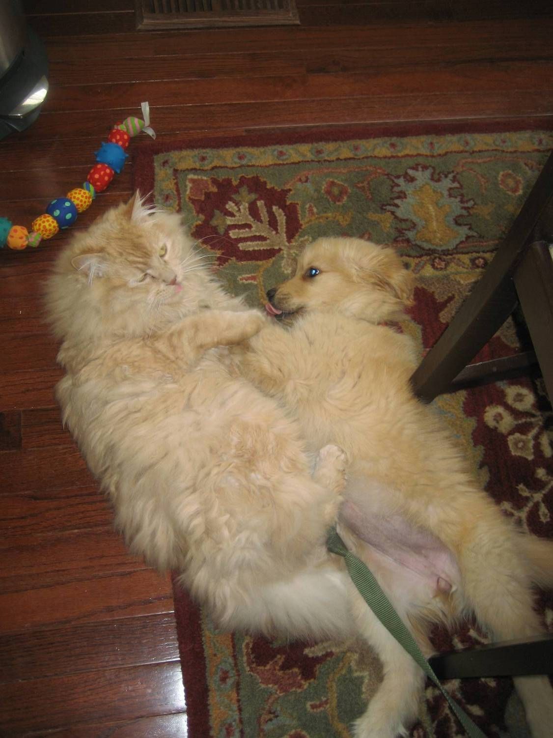 Golden retriever, akc, Breeder, legend golden retrievers, AKC, Breeder, AKC breeder, AKC breeder of Merit, Legend, Legenddogs, Legend Goldens, Legend golden retrievers, golden retriever, golden retriever puppies, golden retriever puppies for sale, golden retriever puppy, english cream golden retriever, mini golden retriever, red golden retriever, black golden retriever, white golden retriever, golden retriever puppies for sale near me, golden retriever puppies near me, english golden retriever, golden retriever price, golden retriever doggy, golden retriever for sale, golden retriever lifespan, miniature golden retriever, golden retriever breeders, baby golden retriever, cute golden retriever, golden retriever baby, golden retriever bf, golden retriever breeders near me, golden retriever dog, golden retriever near me, golden retriever vs labrador, puppy golden retriever, red golden retriever puppies, American golden retriever, golden retriever colors, golden retriever puppy near me, canadian golden retriever, cream golden retriever, field golden retriever, golden retriever breeder, golden retriever for sale near me, golden retriever puppies ohio, golden retriever weight, brown golden retriever, dark golden retriever, english cream golden retriever puppies for sale, golden retriever boy, golden retriever breeder near me, golden retriever energy, golden retriever personality, golden retriever pup for sale, golden retriever puppies nc, golden retriever puppy for sale, labrador vs golden retriever AKC, Breeder, AKC breeder, AKC breeder of Merit, Legend, Legenddogs, Legend Goldens, Legend golden retrievers, golden retriever puppies, golden retriever puppies for sale, golden retriever puppy, golden retriever puppies for sale near me, golden retriever puppies near me, puppy golden retriever, red golden retriever puppies, golden retriever puppy near me, golden retriever puppies ohio, english cream golden retriever puppies for sale, golden retriever puppies nc, golden retriever puppy for sale, golden retriever puppies for sale $200, white golden retriever puppies, cute golden retriever puppies, english cream golden retriever puppies, golden retriever puppies indiana, golden retriever puppies mn, golden retriever puppies wisconsin, golden retriever puppy price, puppy for sale golden retriever, english golden retriever puppies, golden retriever puppies az, golden retriever puppies colorado, golden retriever puppies florida, golden retriever puppies georgia, golden retriever puppies oregon, golden retriever puppy for sale near me, labrador puppy vs golden retriever, red golden retriever puppies for sale, akc golden retriever puppies, golden retriever puppies iowa, golden retriever puppies price, black golden retriever puppy, cute golden retriever puppy, golden retriever puppies near me for sale, golden retriever puppies virginia, labrador golden retriever puppy, royal canin golden retriever puppy, cream golden retriever puppies, golden retriever puppies alabama, golden retriever puppies ct, golden retriever puppies houston, golden retriever puppies illinois, golden retriever puppies maine, golden retriever puppies michigan, golden retriever puppies photos, golden retriever puppies san diego, golden retriever puppies texas, golden retriever puppy photos, newborn golden retriever puppies, golden retriever puppies for sale in michigan, golden retriever puppies in michigan, golden retriever puppies for sale in ohio, AKC, Breeder, AKC breeder, AKC breeder of Merit, Legend, Legenddogs, Legend Goldens, Legend golden retrievers, , golden retriever puppies for sale, golden retriever puppies for sale near me, golden retriever for sale, golden retriever for sale near me, english cream golden retriever puppies for sale, golden retriever pup for sale, golden retriever puppy for sale, golden retriever puppies for sale $200, puppy for sale golden retriever, golden retriever puppy for sale near me, golden retriever pups for sale near me, red golden retriever puppies for sale, golden retriever sale, miniature golden retriever for sale, golden retriever puppies near me for sale, adult golden retriever for sale, english cream golden retriever for sale, english golden retriever puppies for sale, golden retriever dogs for sale, golden retriever near me for sale, red golden retriever for sale, english cream golden retriever puppies for sale near me, white golden retriever puppies for sale, golden retriever litter for sale, golden retriever puppies for sale in pa, golden retriever puppies for sale los angeles, miniature golden retriever for sale near me, black golden retriever puppies for sale, golden retriever on sale, golden retriever puppies for sale in michigan, golden retriever puppies for sale in mn, golden retriever puppies for sale in texas, baby golden retriever for sale, black golden retriever for sale, black golden retriever puppy for sale, english golden retriever for sale, golden retriever puppies for sale $500, golden retriever puppies for sale chicago, golden retriever puppies for sale in nc, golden retriever puppies for sale in nj, golden retriever puppies for sale in ohio, golden retriever puppies for sale near me under $500, golden retriever puppies sale, mini golden retriever for sale near me, small golden retriever for sale, dark red golden retriever puppies for sale, golden retriever puppies for sale in az, golden retriever puppies for sale in ct, golden retriever puppies for sale michigan, golden retriever puppies for sale ohio, golden retriever puppies in michigan for sale, golden retriever breeders, AKC, Breeder, AKC breeder, AKC breeder of Merit, Legend, Legenddogs, Legend Goldens, Legend golden retrievers, golden retriever breeders near me, golden retriever breeders florida, golden retriever breeders colorado, golden retriever breeders in ma, golden retriever breeders texas, best golden retriever breeders, english cream golden retriever breeders, golden retriever breeders georgia, golden retriever breeders in pa, golden retriever breeders nc, golden retriever breeders ohio, golden retriever breeders wisconsin, golden retriever breeders california, golden retriever breeders ct, golden retriever breeders illinois, golden retriever breeders michigan, golden retriever breeders mn, golden retriever breeders nj, golden retriever breeders indiana, golden retriever breeders va, red golden retriever breeders, golden retriever breeders az, golden retriever breeders in nh, golden retriever breeders maryland, golden retriever breeders ny, golden retriever breeders oregon, golden retriever breeders sc, golden retriever breeders washington, akc golden retriever breeders, english cream golden retriever breeders near me, english golden retriever breeders, golden retriever breeders north carolina, golden retriever dog breeders near me, mini golden retriever breeders, golden retriever breeders alabama, golden retriever breeders in iowa, golden retriever breeders in maine, golden retriever breeders in mn, golden retriever breeders in nc, golden retriever breeders in new england, golden retriever breeders in tn, golden retriever breeders minnesota, golden retriever breeders missouri, golden retriever breeders new england, golden retriever puppy breeders, wisconsin golden retriever breeders, field golden retriever breeders, golden retriever breeders houston,