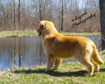 Legend Golden Retriever  standing by lake