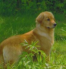Legend Golden Retriever Puppy