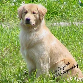 Legend Golden Retriever sitting in yard