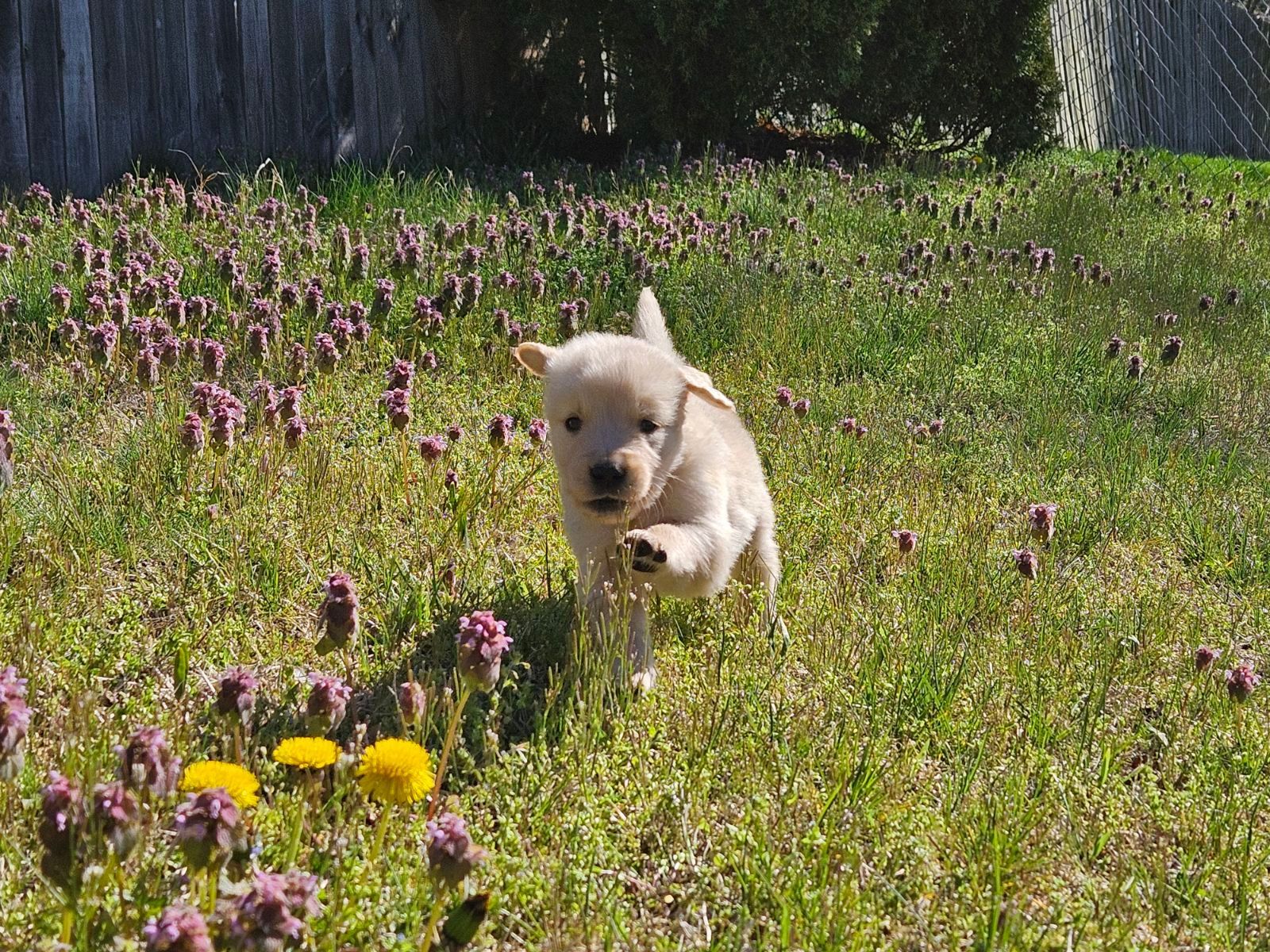 Akc Golden retriever puppy for sale