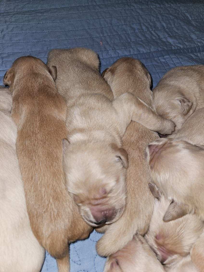 Akc Golden retriever puppy available