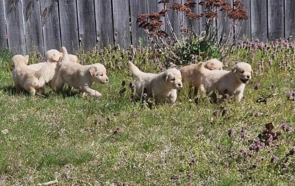 Akc Golden retriever puppy for sale